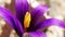 Close-up and detail of two crocus flowers opening up. Purple leaves and yellow pistil