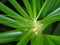 Close up Detail of Umbrella Sedge or Cyperus alternifolius Isolated on Background