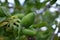 Close up detail of unripe green plums on plum tree in Utah, USA.