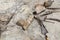 Close-up detail view of archeological excavation digging site with big dinosaurus or mammoth bone remains and different