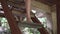 Close up detail view of bare female feet step down wooden stairs, fine barefoot legs, girl goes down in tropical house