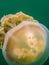 Close up Detail View orange Golden Jellyfish on Green Underwater Background