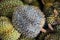 Close up detail view of a rotten Durian fruit. King of fruits in Southeast Asian. Have strong smell and thorn-covered rind