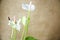 Close up detail of white anthurium