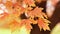 A close up detailed b-roll shot of a colorful sugar maple branch with peak fall or autumn colors of red and yellow as it waves in