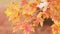 Close up detailed b-roll shot of red, orange and yellow fall foliage on a sugar maple branch in autumn with background out of focu