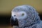 Close up detailed image of african grey parrot