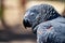 Close up detailed image of african grey parrot