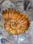 Close up detailed image of ammonite fossil texture