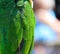 Close up detailed image of black headed parrot plumage feathers