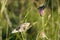 Close-up detailed photo of a colorful butterflies on the top of a plant