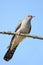 Close up and detailed photo common cuCkoo