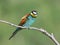 Close up and detailed photo european bee eater