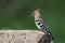 Close-up and detailed photo of the hoopoe