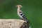 Close-up and detailed photo of the hoopoe