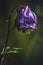 Close-up detailed photo of a purple Common columbine Aquilegia vulgaris wildflower. Soft focus, dark colors