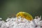 Close-up detailed photo of a small yellow beetle, Cteniopus sulphureus on a white wildflower