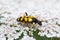 Close-up detailed photo of a yellow and black Spotted longhorn beetle Rutpela maculata on a white wildflower