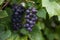 Close up detailed photography of grapes hanging in tree