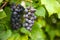 Close up detailed photography of grapes hanging in tree