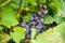 Close up detailed photography of grapes hanging in tree