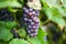 Close up detailed photography of grapes hanging in tree