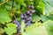 Close up detailed photography of grapes hanging in tree