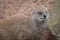 Close up detailed portrait of an alert mongoose