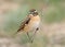 Close up detailed portrait of male stonechat