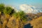 CLOSE UP Detailed shot of yucca palm growing in arid conditions of Mojave desert