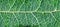Close up detailed texture of skeletonized green leaf veins for background design