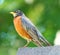 Close Up Detailed View of American Robin