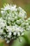 A close up, detailed view of the blooming flower of a garden onion.