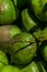 Close up and detailed view of a bunch of tropical bright green coconuts, fruits of the coconut palm, huddled together