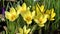 Close-up, detailed view of Crocus flowers