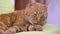 close up detailed view on cute lazy tired ginger cat licking cleaning furry paws on green pillow