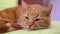 close up detailed view on cute lazy tired ginger cat sleeping on green pillow