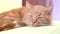 close up detailed view on cute lazy tired ginger cat sleeping on green pillow