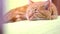 close up detailed view on cute lazy tired ginger cat sleeping on green pillow