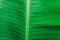 Close up detailed view of green banana leaf background with abstract vain texture lines form natural pattern. Bright lit by