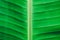 Close up detailed view of green banana leaf background with abstract vain texture lines form natural pattern. Bright lit by