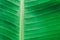 Close up detailed view of green banana leaf background with abstract vain texture lines form natural pattern. Bright lit by