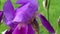 Close-up, detailed view of a purple Bearded Iris des Jardins flower