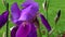 Close-up, detailed view of a purple Bearded Iris des Jardins flower