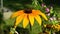 Close-up, detailed view of a Rudbeckia Hirta flower.