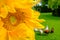 Close-up, detailed view of a wild Sunflower plant head, seen in a garden setting. Also in out of focus view is a small fence toget