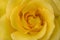 Close up detailed yellow Camellias