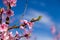 Close-up details of blossoming peach trees treated with fungicides