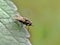 Close up details of flies, Flies Isolated