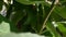 Close up, details. green plum leaves on a branch. copy space